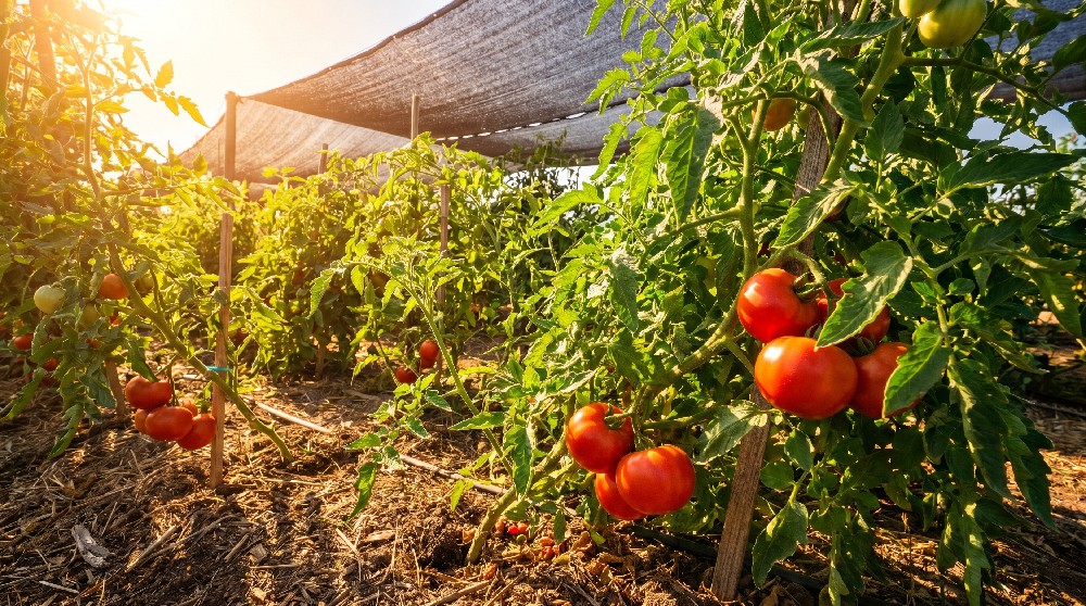 Top 10 Heat-Tolerant Tomato Varieties